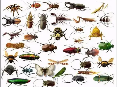 Insects - Clipart for Photoshop