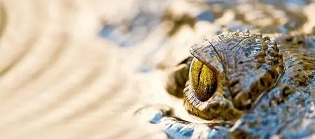 Florida Untamed S01E01-E02 (2014)