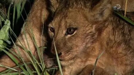 Discovery Channel - Brothers in Blood: The Lions of Sabi Sand (2015)