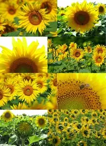 Sunflowers