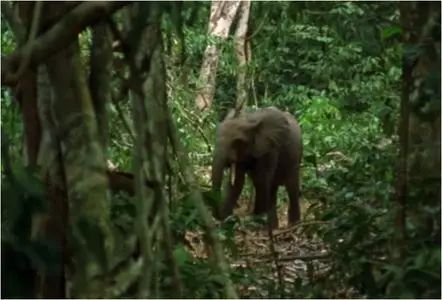 BBC: Jungle (2003)