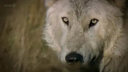 BBC - Land of the Lost Wolves (2012)