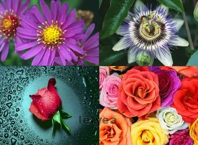 35 HQ Photos of Flowers Vol 7