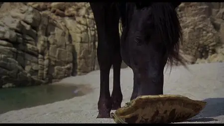 The Black Stallion (1979)