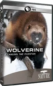 PBS Nature - Wolverine: Chasing the Phantom (2010)