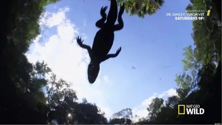 Florida Untamed S01E01-E02 (2014)