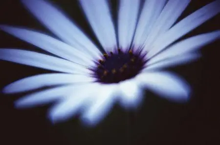 Photodisc SS Vol.006 - Floral Impressions