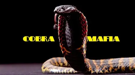 National Geographic - Cobra Mafia (2015)