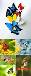 Stock Photo - Butterflies 2