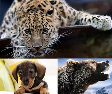 Animals wallpapes by nko (part-4)