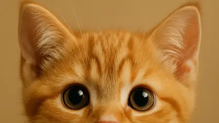 The Complete Guide to Cat Ownership