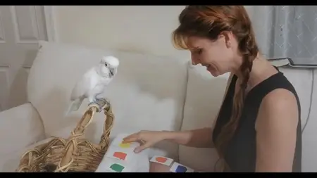 Parrot Kindergarten (2025)