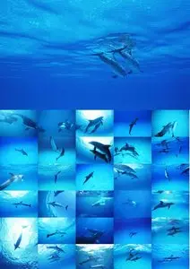The underwater world