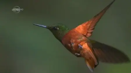 UKTV - Hummingbirds: Jewelled Messengers (2012)