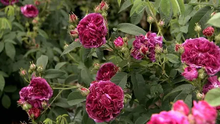 Alan Titchmarsh's - Garden Secrets