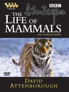 BBC - The Life of Mammals (2008)