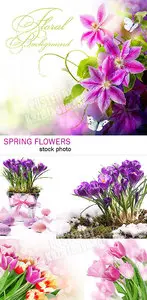 Spring flowers 13