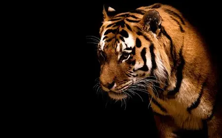 tigers