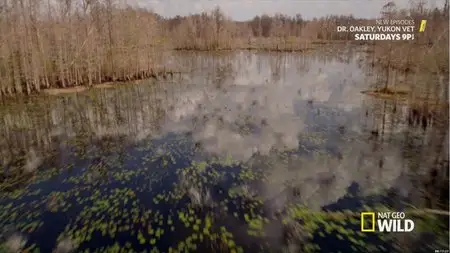 Florida Untamed S01E01-E02 (2014)