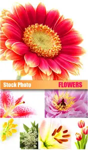 Stock Photo - Flowers