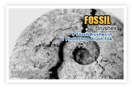 9 Fossil Brushes