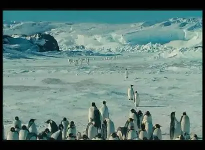 March of the Penguins 皇帝ペンギン 