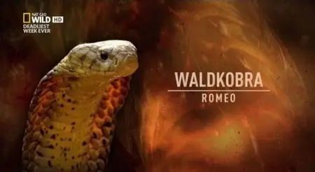 National Geographic - Cobra Mafia (2015)