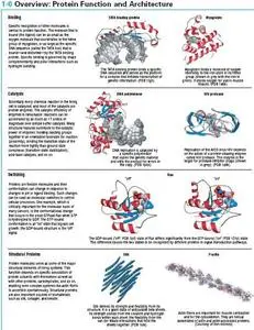 Protein Stucture and Function