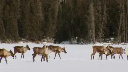 PBS - NOVA: Animal Espionage (2019)
