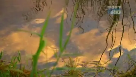 Discovery Channel Sunrise Earth - Gator Hole