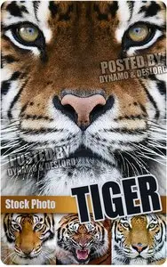 Tiger - UHQ Stock Photo