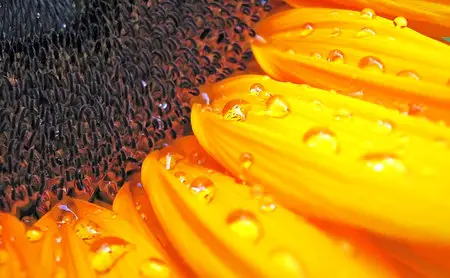 Macro Wallpapers (part 02)