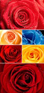 Stock Photo - Roses