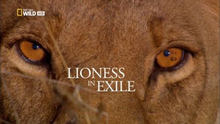 National Geographic - Lioness in Exile (2015)