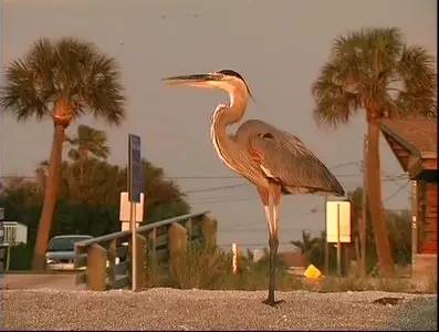 Золотой глобус. 24. Флорида