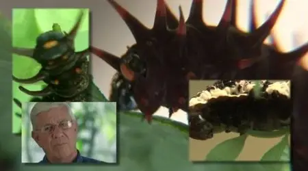 Metamorphosis: The Beauty and Design of Butterflies (2012)