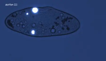 (Arte) Le plastique - Menace sur les océans (2013)