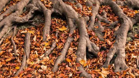 Jewish Wheel Of The Year- Autumn