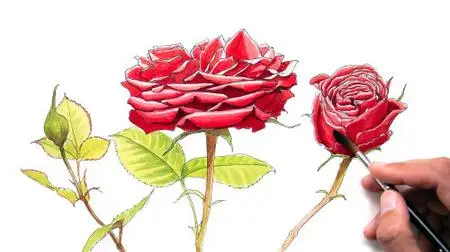 How to Draw and Paint Realistic Red Roses | Combining Ink and Watercolor | Botanical Illustration