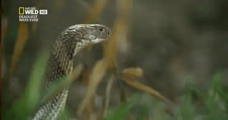 National Geographic - Cobra Mafia (2015)