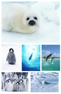 Ds vol 072  Artic Animals