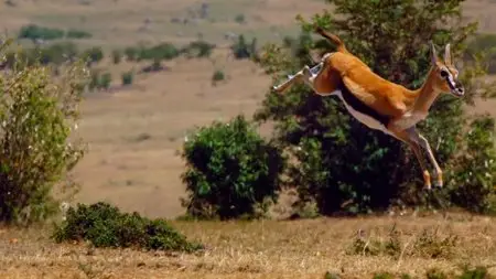BBC - The Hunt (2015)