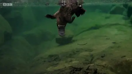 Natural World S38E08