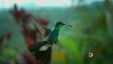 PBS - Nature: Super Hummingbirds (2016)