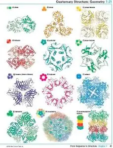 Protein Stucture and Function