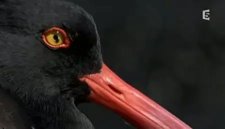 (Fr5) Des îles et des hommes : Les îles Galápagos (2011)