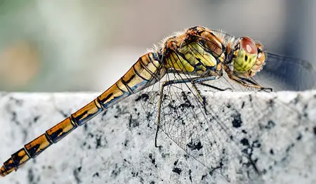 Macro Wallpapers (part 02)