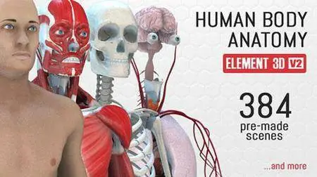 Human Body Anatomy - Project for After Effects (VideoHive)