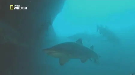 National Geographic Wild - Catching Giants (2012)