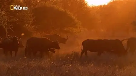 National Geographic - Lioness in Exile (2015)